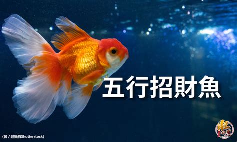 招財風水魚|魚缸招財法：4大主題教你如何在家中提升財運